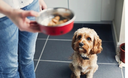 FOCUS Online DogcastAggressives Verhalten beim Fressen? So füttern Sie Ihren Hund stressfrei
